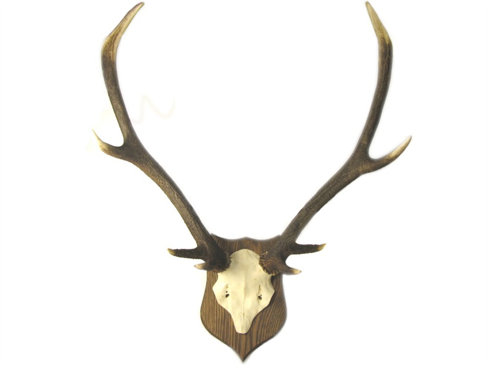 Deer Antler & Deer Bone For Craft Work
