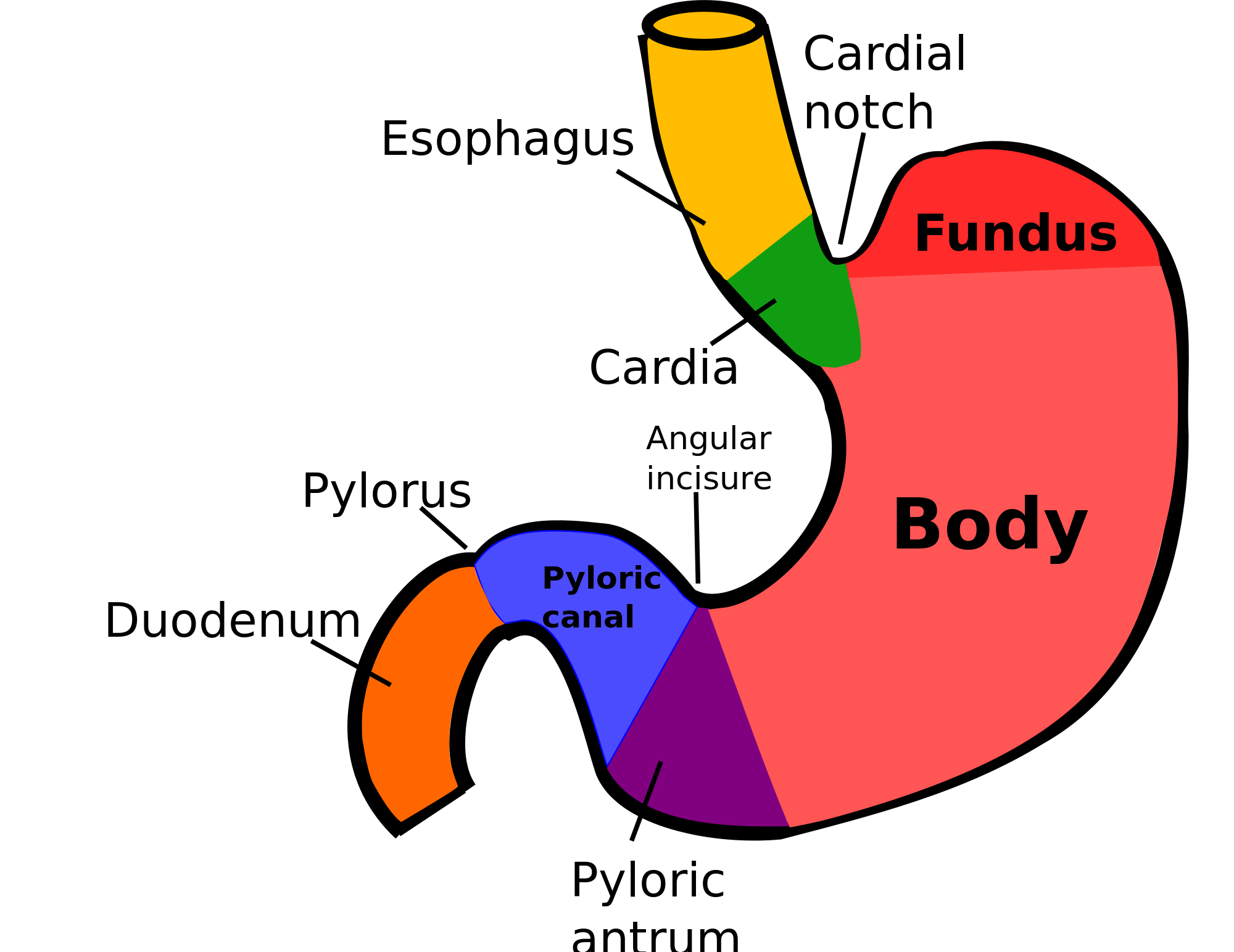 PATHOLOGY Flashcards by ProProfs