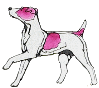 Jack russell terrier Graphics and Animated Gifs