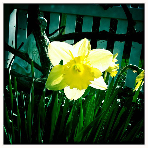 it's a miracle, behold the blooming daffodils! ~ Long Island Daily ...