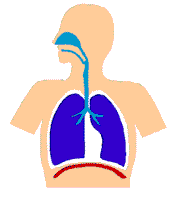 Pumping, Beating Heart, Breathing Lungs And Organ Animations