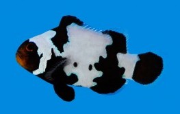 Saltwater Fish /Saltwater Aquarium Clown Fish