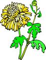 Free Chrysanthemum Clipart