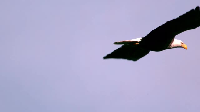 Slow Motion Soaring Bald Eagle Closeup 2 Stock Video Footage ...