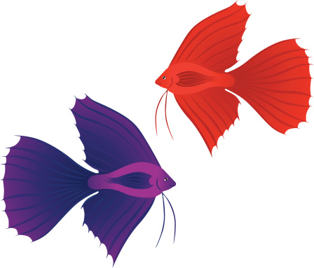 Cartoon Of Beta Fish Clip Art, Vector Images & Illustrations