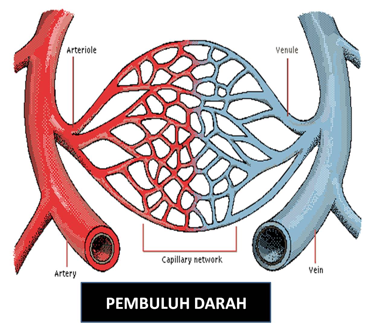 Kuliah 3-4: Histologi Sistem Sirkulasi | Putra SantosoPutra Santoso