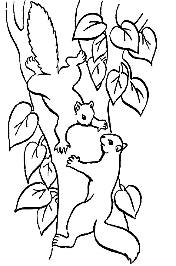 Coloring pages of squirrels