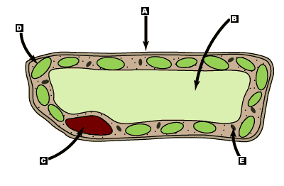 au_sch_phillips_sci2_1|Cells|Review Questions