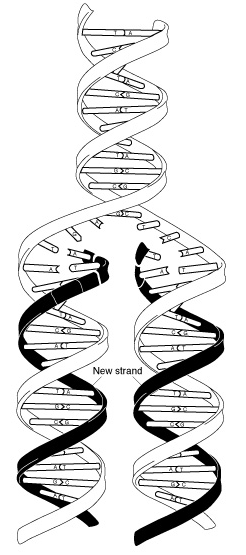 dna_replication.gif