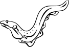 Eel Clipart