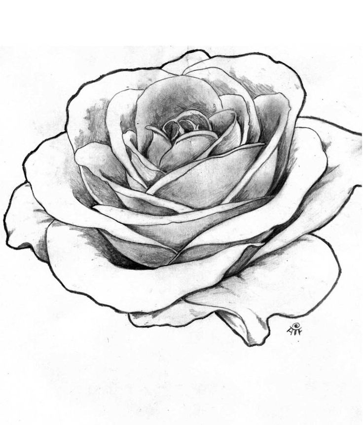 Rose Outline | Tattoos, Rose ...