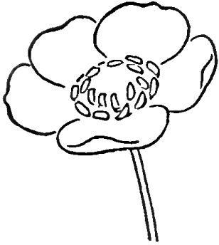 Buttercup Line Drawing - ClipArt Best