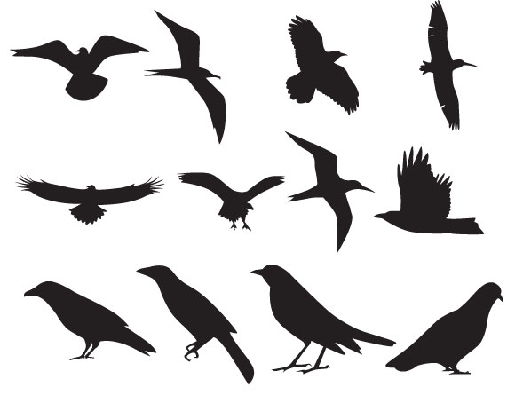 Bird Vector | Free Download Clip Art | Free Clip Art | on Clipart ...