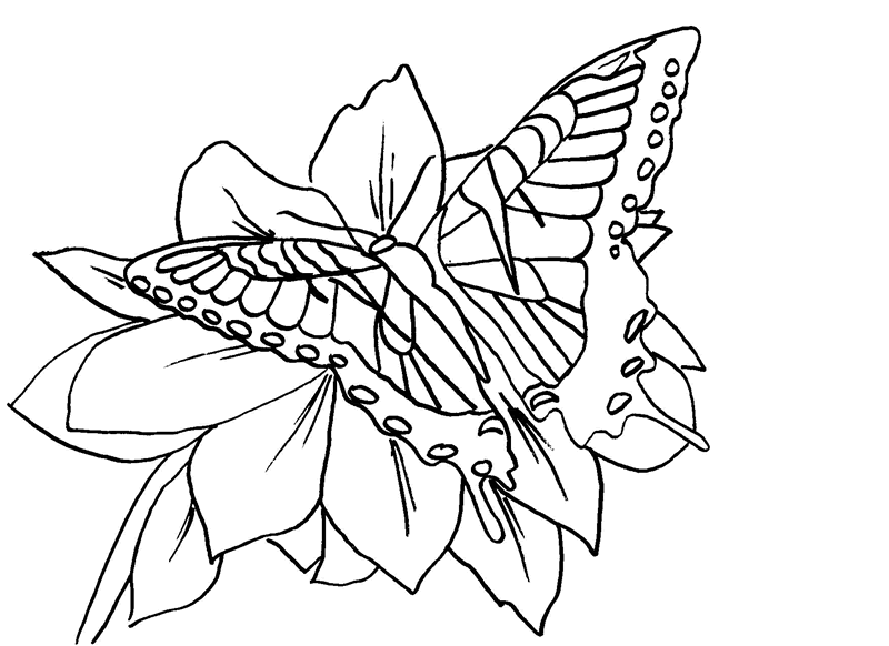 Flowers And Butterflies Drawings With Bows - ClipArt Best