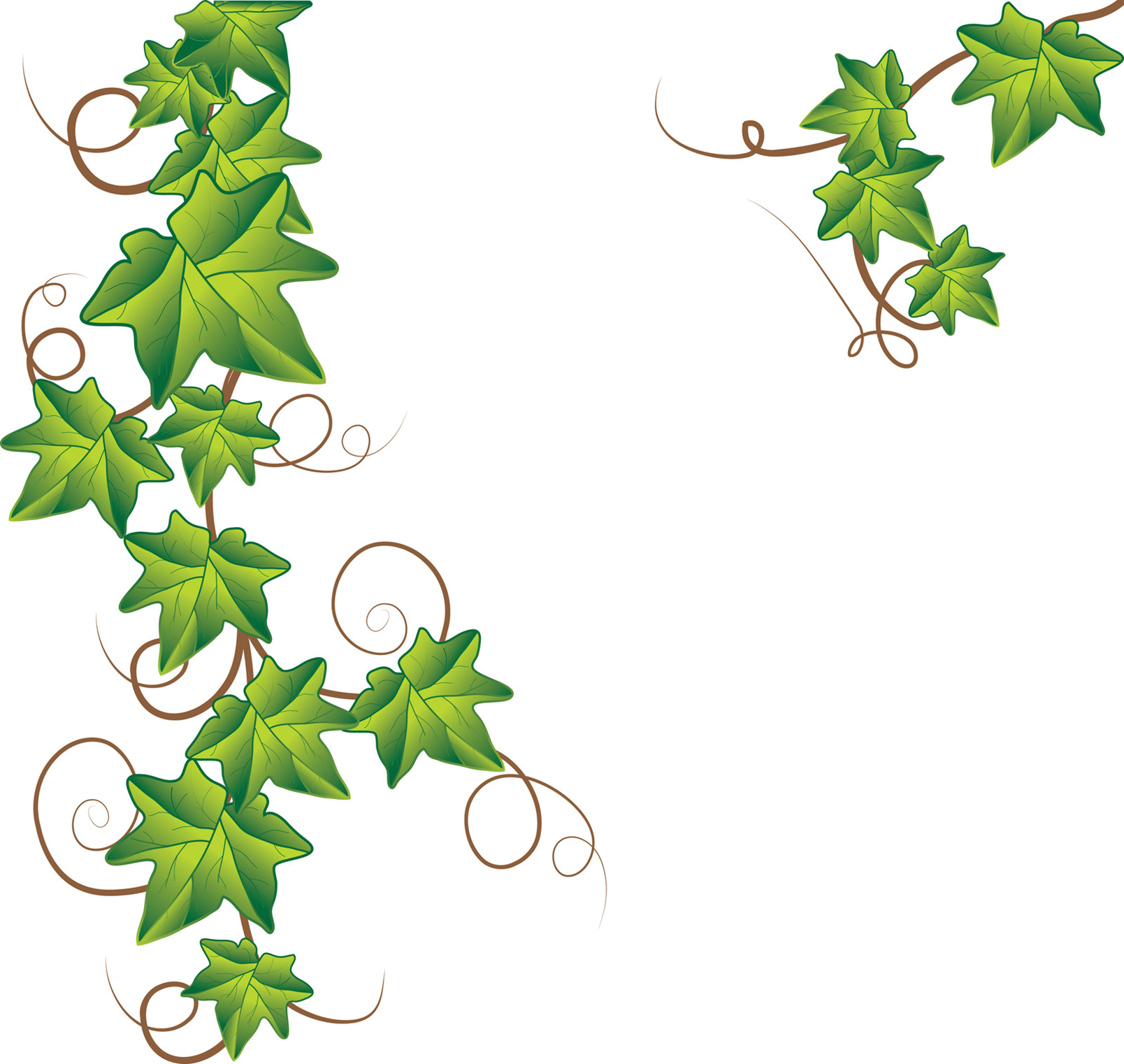 Pumpkin Vine Drawing - Free Clipart Images