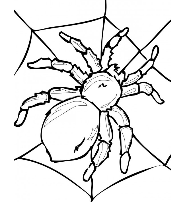 Spider Outline Drawing - ClipArt Best