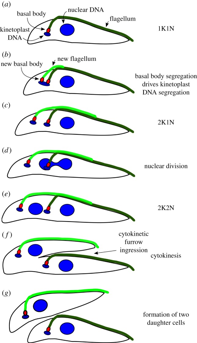 Diagram of the cell division cycle in T. brucei procyclic (insect ...