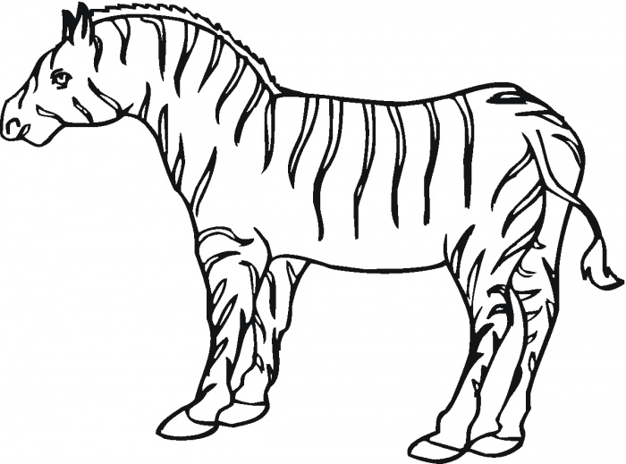Zebra coloring page - Animals Town - Animal color sheets Zebra picture