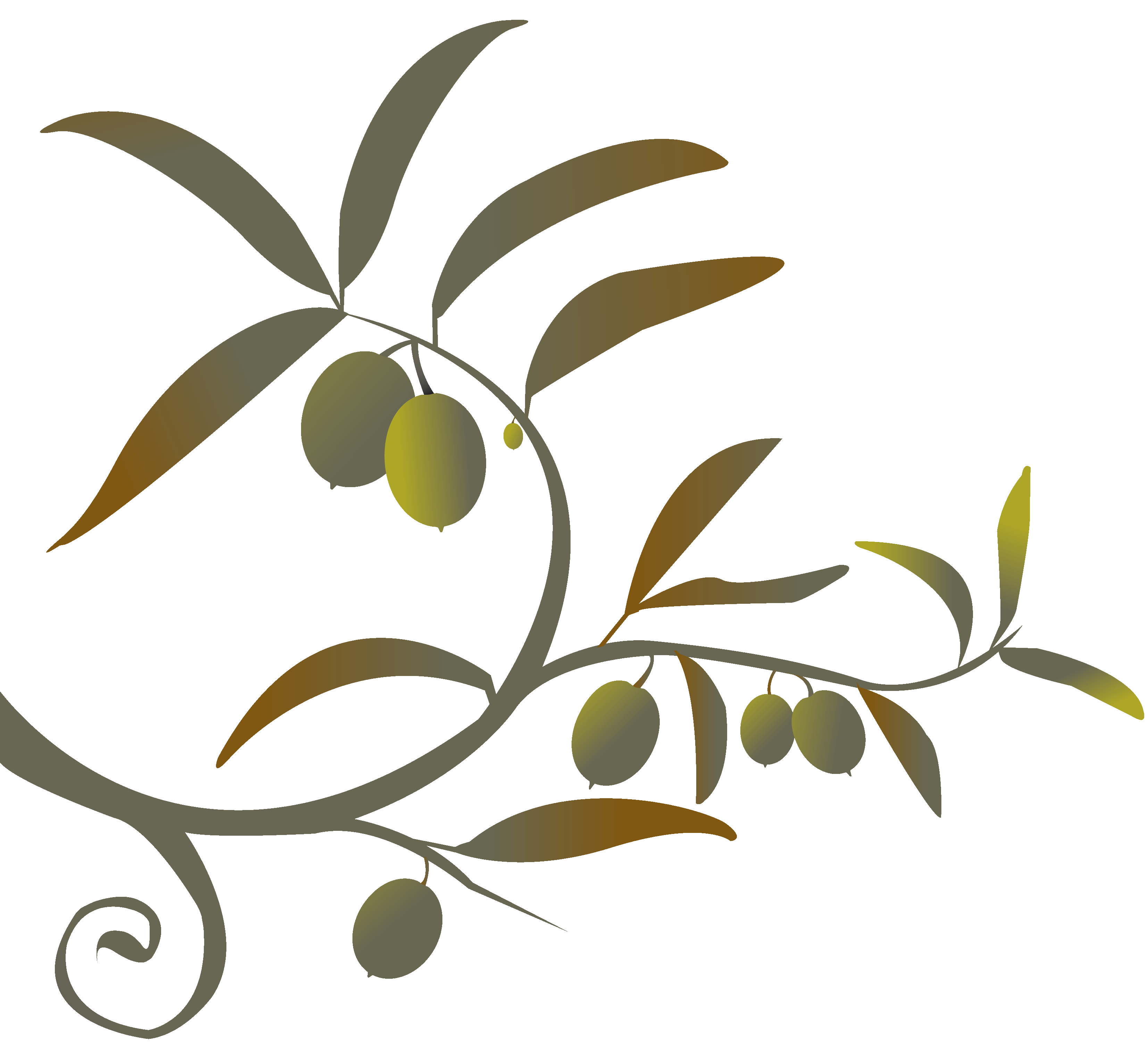 Olive branch clipart