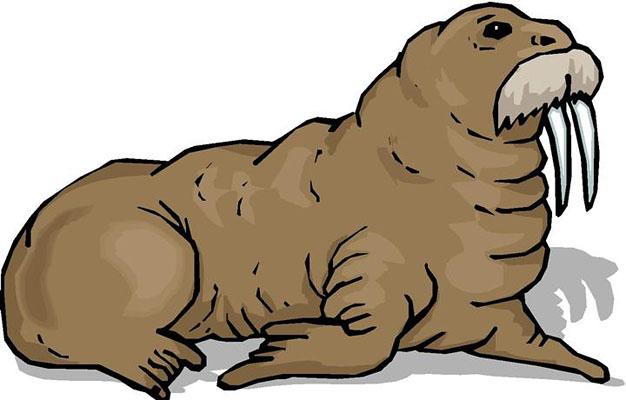 Walrus clipart pictures