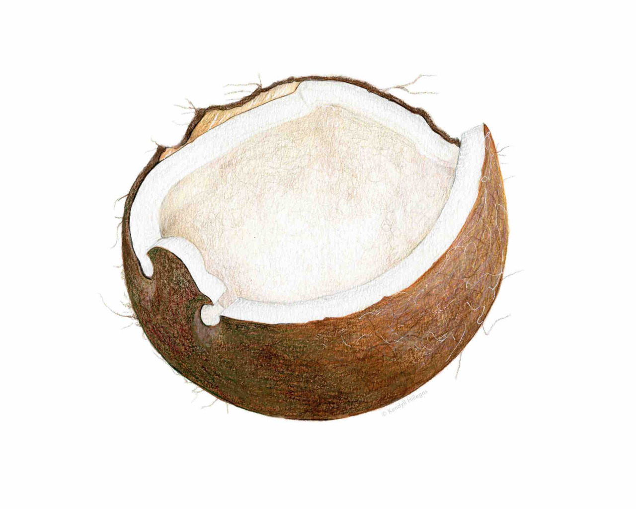Kendyll Hillegas — kendyllhillegas: Coconut, 2015 | by Kendyll...