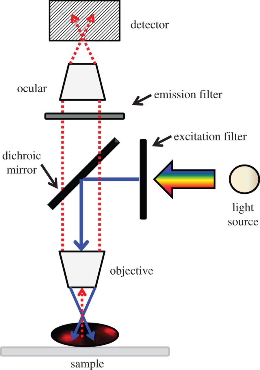 Lighting up cells with lanthanide self-assembled helicates ...