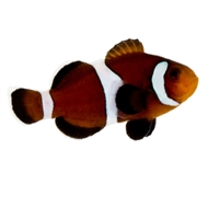 ORA Clownfish - Barrier Reef Aquariums