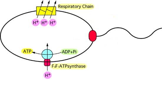 Diagram Of A Bacterial Cell - ClipArt Best