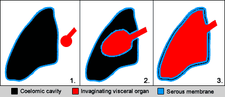 Serous membrane - wikidoc