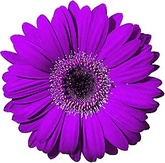 Purple gerber daisy clipart - Cliparting.com