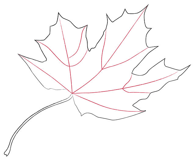 Picture Of A Drawing Of A Leaf - ClipArt Best