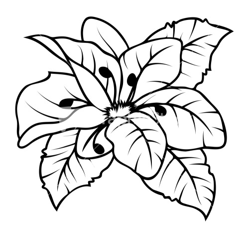 Tulip Flower Vector Drawing