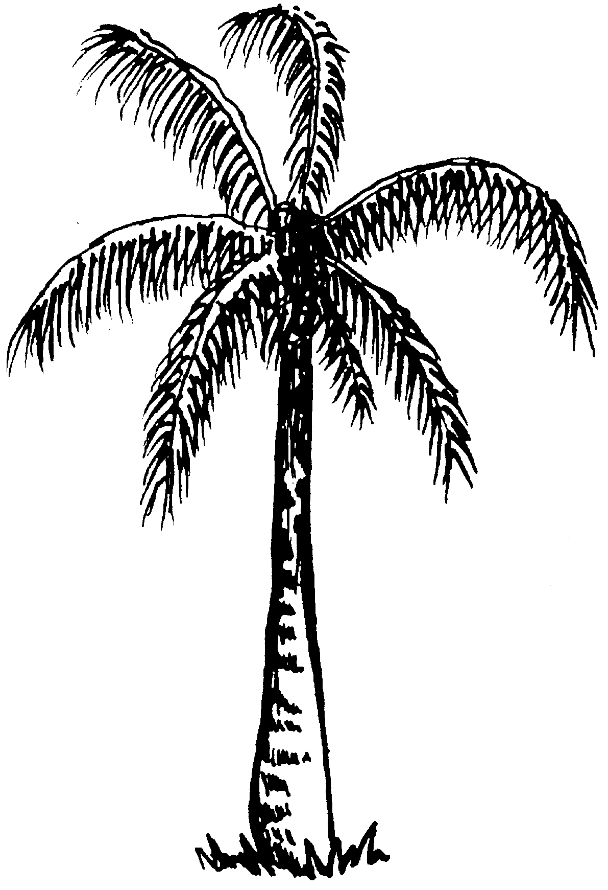 Coconut tree clipart black