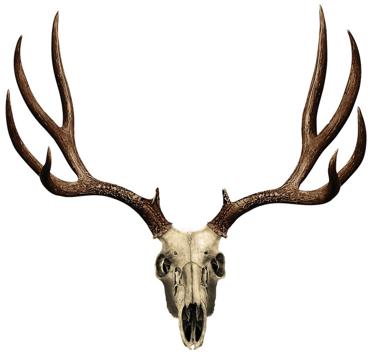 Deer Antler Design Decal - Wall Decals - Prime Decals