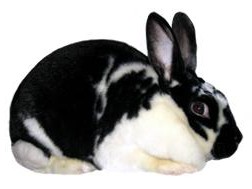 Satin Rabbits | USA Rabbit Breeders