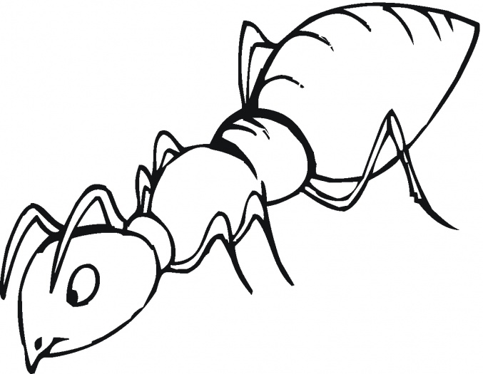 Outline Picture Of Ant - ClipArt Best