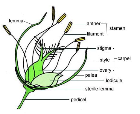 Flower Anatomy | Anatomy, Vintage ...