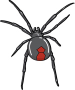 Search Results - Search Results for black widow spider Pictures ...