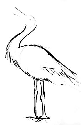 How to draw a Stork