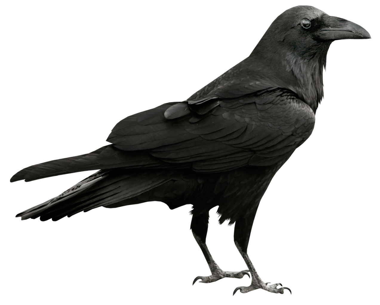 Raven Transparent PNG Picture