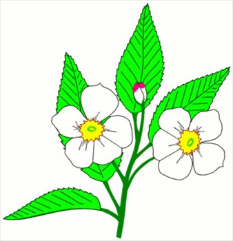 Free apple-blossom Clipart - Free Clipart Graphics, Images and ...