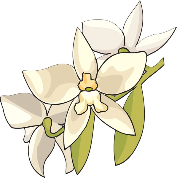 Clip Art White Lilies