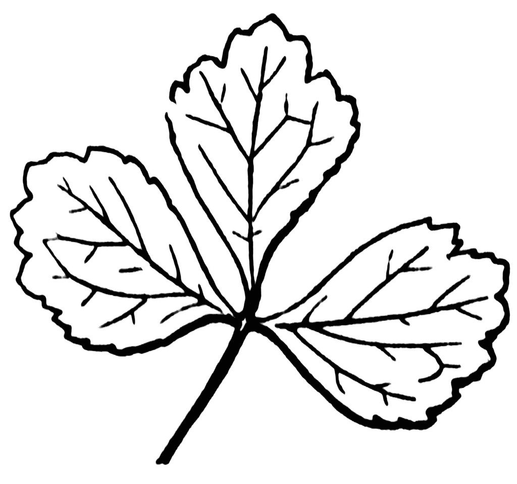 leaf line clip art - photo #38