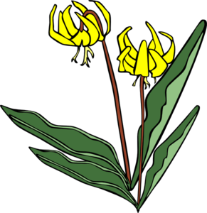 Erythronium Grandiflorum clip art - vector clip art online ...