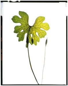 Botanical Art