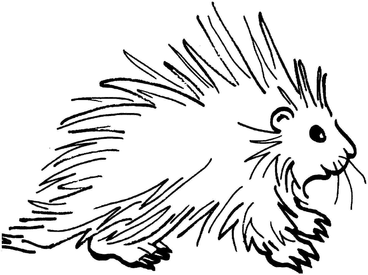 Porcupine Coloring Page - Free Clipart Images