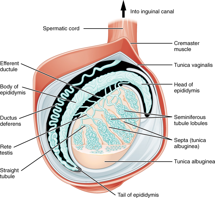 Anatomy and Physiology - Anatomy and Physiology of the Male ...