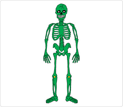 Human Skeleton Clipart | Free Download Clip Art | Free Clip Art ...