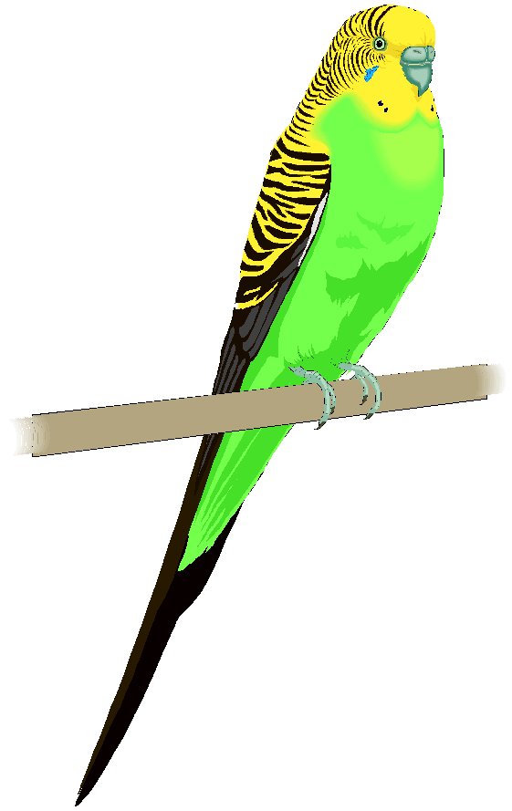 Parakeet Clipart - Tumundografico