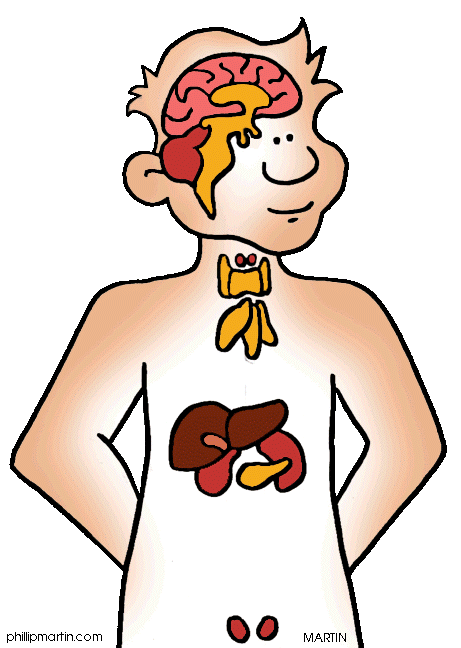 digestive system clipart | Hostted
